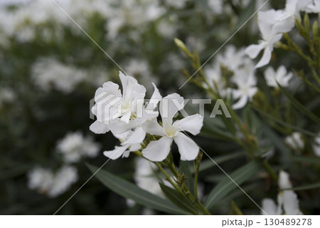 キョウチクトウ(夾竹桃、学名:Nerium oleander var. indicum)の花 キョウチクトウ(夾竹桃、学名:Nerium oleander var. indicum)の花 130489278