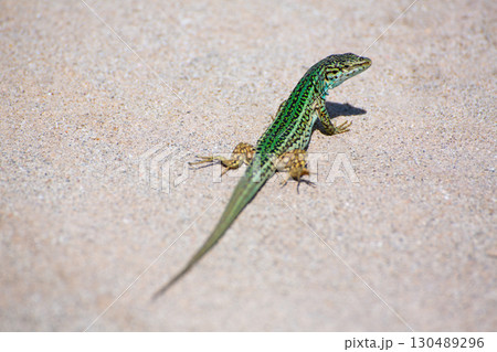 Formentera lizard Podarcis pityusensis formenterae 130489296