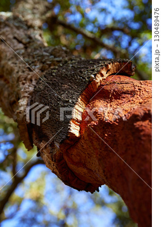 Castellon alcornocal in Sierra Espadan cork trees Castellon alcornocal in Sierra Espadan cork trees 130489476