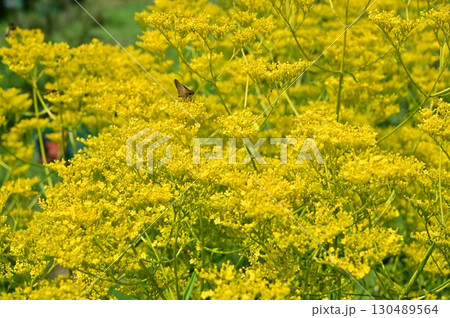 オミナエシ（スイカズラ科）の黄色い花 130489564