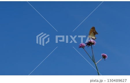 青空に舞う蝶と花のクローズアップ 青空に舞う蝶と花のクローズアップ 130489627