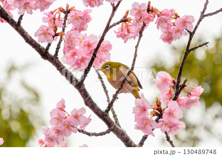 桜の枝で佇むメジロ 130489748