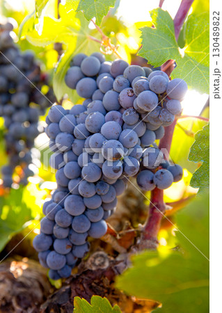 Bobal Wine grapes in vineyard raw ready for harvest Bobal Wine grapes in vineyard raw ready for harvest 130489822