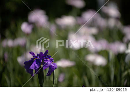 梅雨の花、菖蒲咲く風景-5 梅雨の花、菖蒲咲く風景-5 130489936