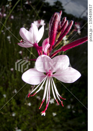 ピンク色のヤマモモソウ(山桃草)の花が咲いています。学名Oenothera lindheimeri ピンク色のヤマモモソウ(山桃草)の花が咲いています。学名Oenothera lindheimeri 130489937