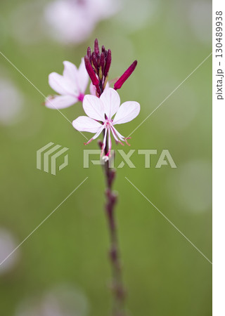 ピンク色のヤマモモソウ（山桃草）の花が咲いています。学名Oenothera lindheimeri  130489938