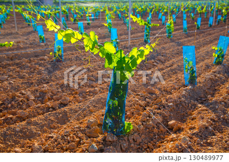 Vineyard sprouts baby grape vines in a row 130489977