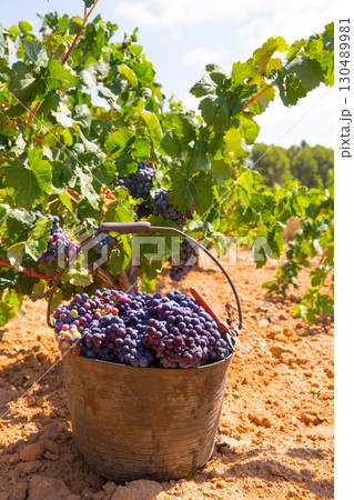 bobal harvesting with wine grapes harvest 130489981