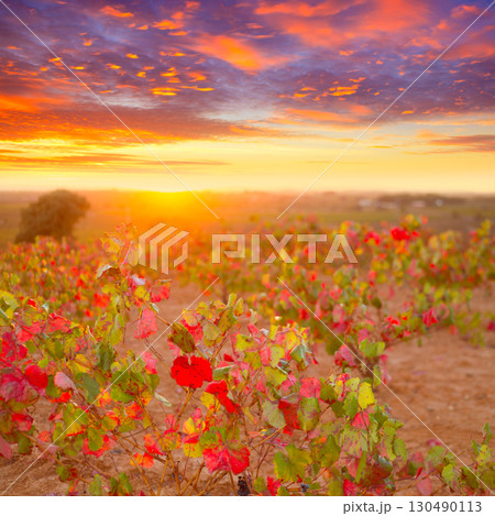 Autumn golden red vineyards sunset in Utiel Requena 130490113