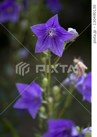 紫色のキキョウの花が咲いています。学名はPlatycodon grandiflorusです。 130490130