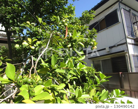 かりんの実とグァバの実 130490142