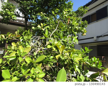 かりんの実とグァバの実 130490143