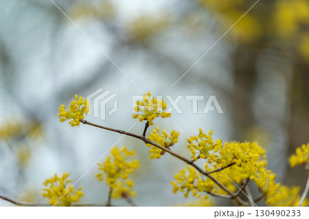 青空に映えるサンシュユの黄色い花 130490233