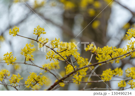 青空に映えるサンシュユの黄色い花 130490234