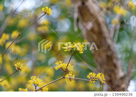 木立の中に咲くサンシュユの黄色い花 130490236