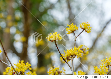 春の陽射しに映えるサンシュユの花 130490241