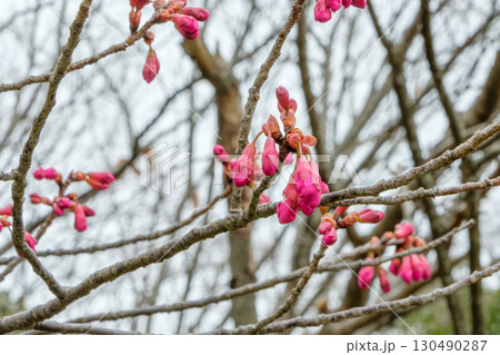 桜のつぼみが色づき始める春の枝先 130490287
