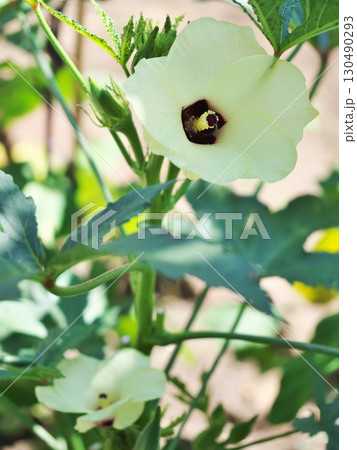 家庭菜園に咲いたオクラの花 130490293