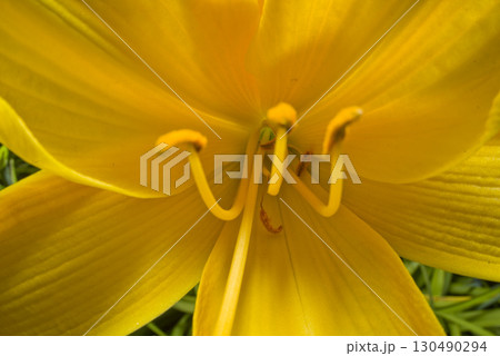 黄色のデイリリー（ヘメロカリス）が咲いています。 130490294