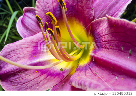 ピンク色のデイリリー（ヘメロカリス）の花が咲いています。 130490312