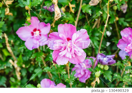庭で咲くムクゲ 庭で咲くムクゲ 130490329