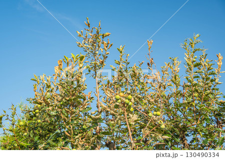 アメリカシロヒトリに侵された柿の木 アメリカシロヒトリに侵された柿の木 130490334
