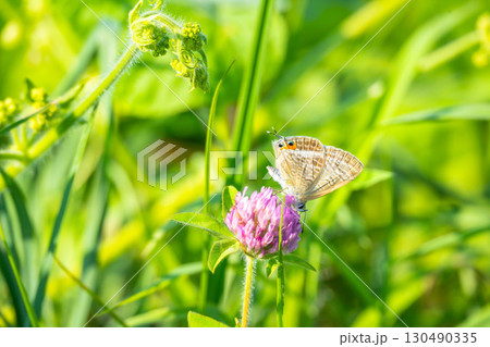 レンゲソウにとまるウラナミシジミ レンゲソウにとまるウラナミシジミ 130490335