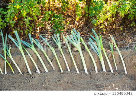 家庭菜園　ネギの植え替え 130490342