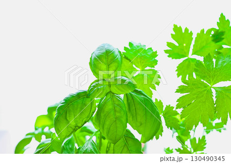 ペットボトル栽培 バジルと三つ葉 ペットボトル栽培 バジルと三つ葉 130490345