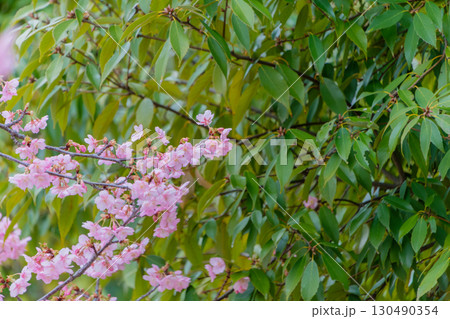 新緑の葉と桜の花が彩る春の風景 新緑の葉と桜の花が彩る春の風景 130490354