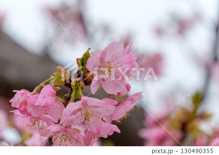 柔らかなピンクの桜が咲く春の情景 柔らかなピンクの桜が咲く春の情景 130490355