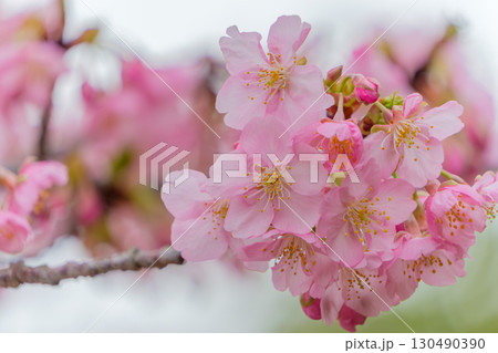 春を告げる満開の桜の花束 春を告げる満開の桜の花束 130490390