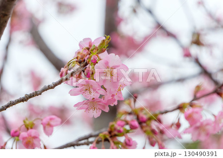 枝先に咲く可憐な桜の花 130490391