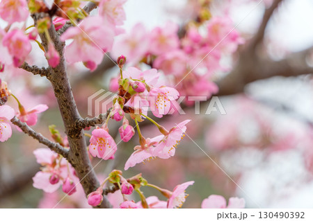 桜のつぼみと咲き始めの春の景色 桜のつぼみと咲き始めの春の景色 130490392
