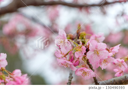 春風に揺れる淡いピンクの桜 春風に揺れる淡いピンクの桜 130490393