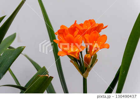 鮮やかに咲くオレンジ色のクンシラン 鮮やかに咲くオレンジ色のクンシラン 130490437