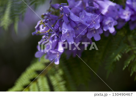ジャカランダの木が青紫色の花を咲かせています。 学名はJacarandaです。 130490467