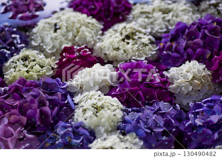 水面に紫陽花の花が浮かんでいます。 水面に紫陽花の花が浮かんでいます。 130490482