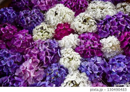 水面に紫陽花の花が浮かんでいます。 130490483