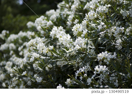 キョウチクトウ（夾竹桃、学名：Nerium oleander var. indicum）の花が咲いて 130490519