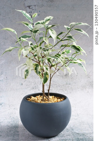 インテリア・スターライト 130490557