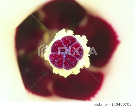 オクラの花の雌しべ 130490705