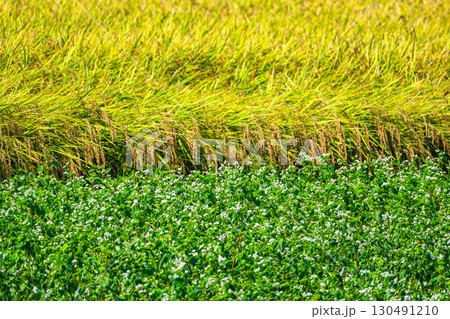 蕎麦の花と実った稲 松本市 蕎麦の花と実った稲 松本市 130491210