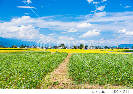 そば畑と稲作　松本市 130491211