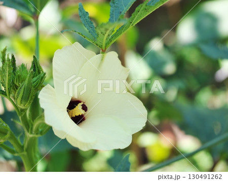 オクラの花が咲いています 130491262