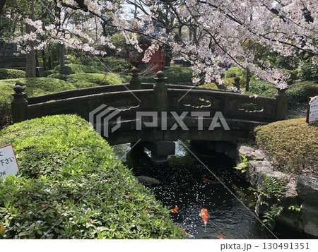 桜と石橋と鯉 桜と石橋と鯉 130491351