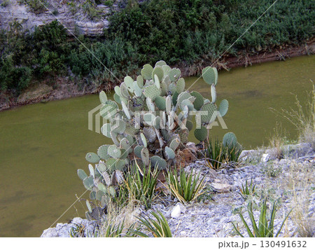 Santa Elena Canyon, Big Bend National Park, Texas 130491632