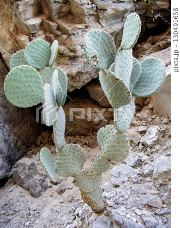 Santa Elena Canyon, Big Bend National Park, Texas 130491658
