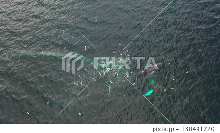 Two Humpback Whales, Megaptera novaeangliae, Bubble-Net feeding in Donegal Bay, Ireland Two Humpback Whales, Megaptera novaeangliae, Bubble-Net feeding in Donegal Bay, Ireland 130491720
