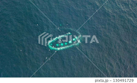 Humpback Whales, Megaptera novaeangliae, Bubble-Net feeding in Donegal Bay, Ireland 130491729